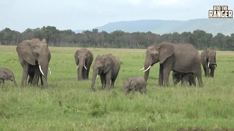 Elephant Herd At The Musiara Marsh, Maasai Mara
