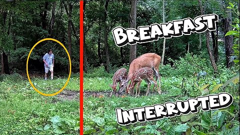 Fawns breakfast gets interrupted by me, OOPS!