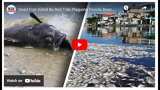 TOXIC RED TIDE HITS FLORIDA - FISH DIE - HUMAN HEALTH PROBLEMS - DANGER TO WILDLIFE & ECONOMY