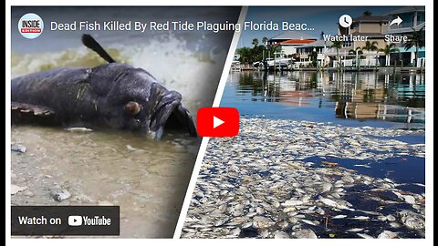 TOXIC RED TIDE HITS FLORIDA - FISH DIE - HUMAN HEALTH PROBLEMS - DANGER TO WILDLIFE & ECONOMY