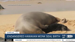 Check this Out: Endangered Hawaiian monk seal gives birth in Oahu