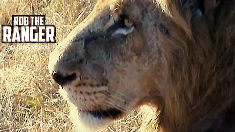 Lions Disturb A Leopard | Archive Mapogo Lion Footage