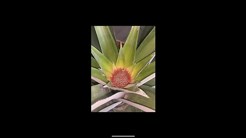 How I forced my pineapple plant to flower