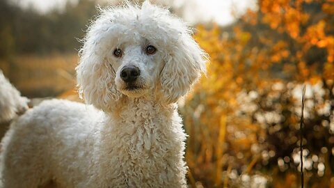 Top 10 Low-Maintenance Dog Breeds In The World