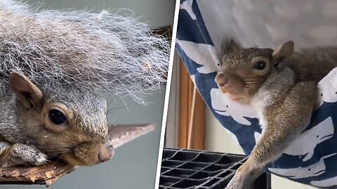 Woman saves a squirrel's life. Now he refuses to leave her home.