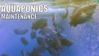 Aquaponic System Maintenance & Running Tips