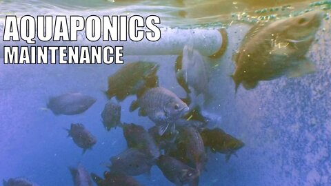 Aquaponic System Maintenance & Running Tips