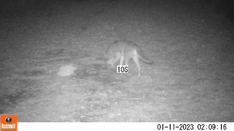 Bushnell Deer Camera Coyote