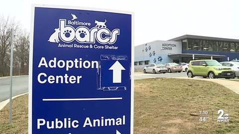 BARCS waiving fees for dog and cat adoptions this week