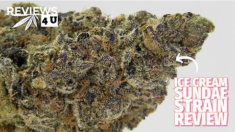 ICE CREAM SUNDAE STRAIN REVIEW | REVIEWS 4 U