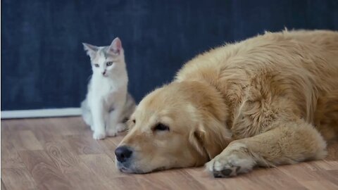 🐕🐕🐈🐈 cat & dog 🐕🐕🐈🐈
