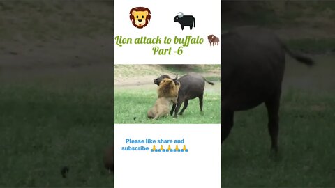 Lion attack to buffalo 🐃 part -6