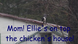 Mom! Ellie's on the Chicken's Roof!