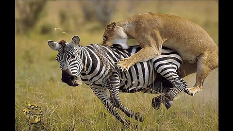 Lion attack zebra