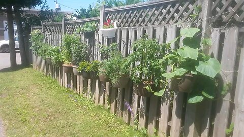 Wild Urban Gardens 2021 - Veg on the Edge, aka "Garden Wall of Joy'. Second Year Successes.