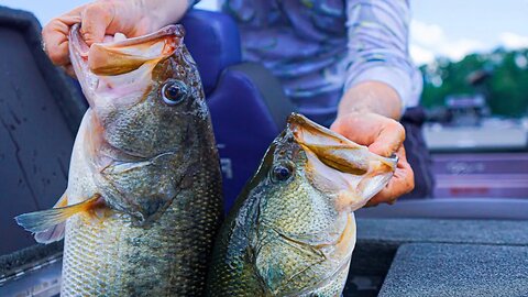 Lake Chickamauga Chatterbait fishing (UNEXPECTED GIANT BASS)