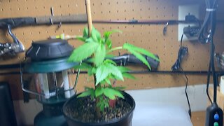 Update #3 on the Clone