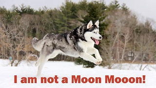 I am not a Moon Moon - Happy Siberian Husky never stop running and chasing on snow.