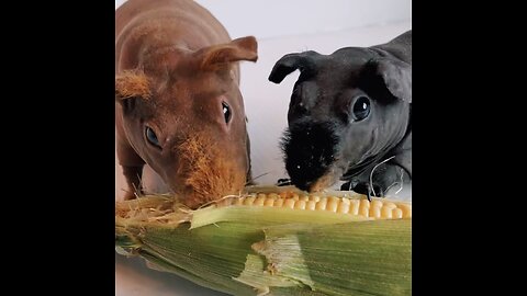 Two Skinny Pigs Eating Corn