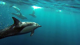 Caught On Camera: GoPro Captures Dolphin Pod Speeding Through The Ocean