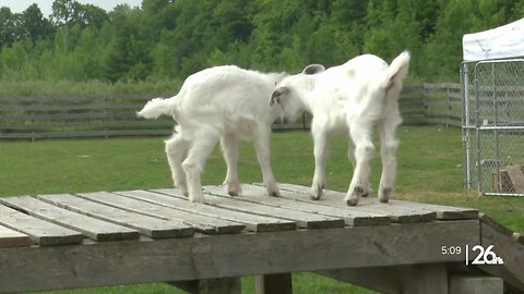 Al Johnson's welcomes new goats