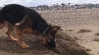 Puppy ecstatic to be digging holes at the beach