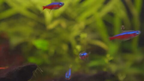 Neon Red Aquarium Fish