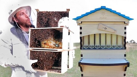 The new BEE HIVE is here. Just in time for the bees! 🐝 (Flow Hive Unboxing)