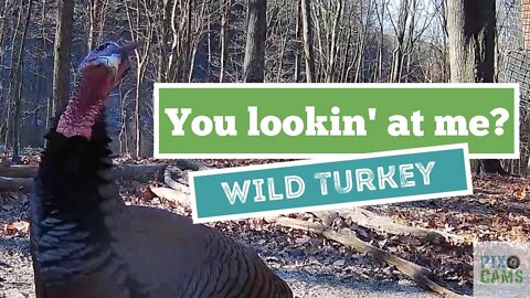 Wild turkey close-up - Wildlife 2 Live Cam