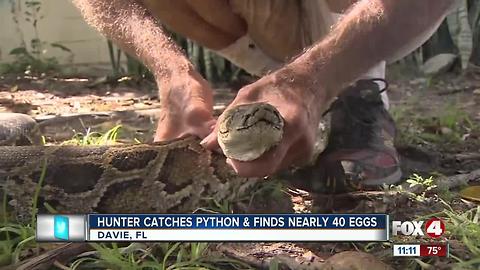 Hunter Catches Pythons and Finds 40 Snake Eggs