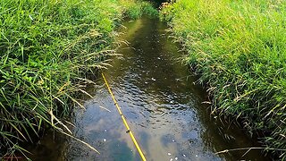 Catching Trout in a TINY Creek