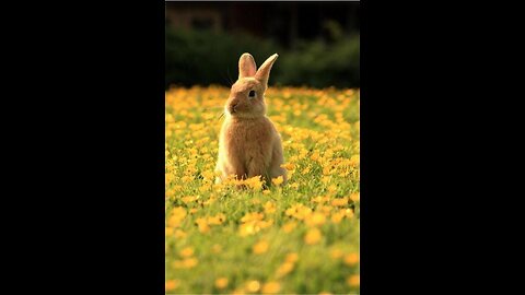 Cute Rabbits in a ground. looking Soo beautiful and Amazing.