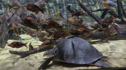 Huge fly river turtle and rainbowfish aquarium tank