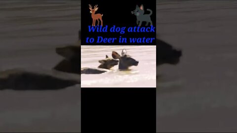 wild dogs attack to Deer in water 💧#shorts #shortvideo #youtubeshorts