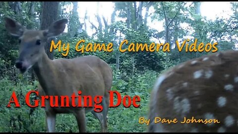 A Grunting doe