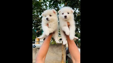 Pomeranian Puppy For Sale