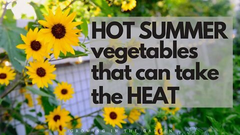 HOT SUMMER Garden Vegetables - which vegetables can take the HEAT of an Arizona summer?