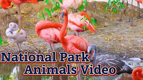 National Park Animals Video Serengeti National Park - Relaxing Music With African Wildlife