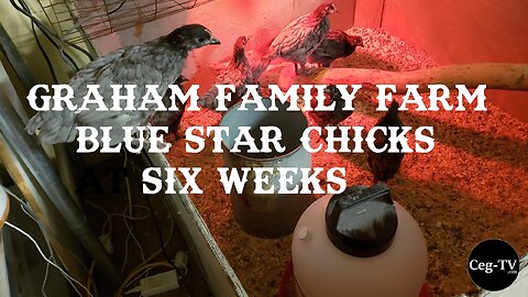 Graham Family Farm: Blue Star Chicks at 6 Weeks