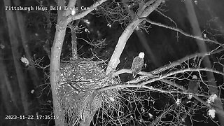 Hays Eagles Mom first time Roosting in Nest Tree with V 11.22.23