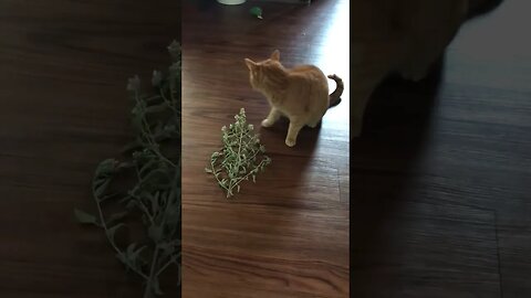 Atlas inspects the catnip harvest! #catnip #catsitting #catshorts