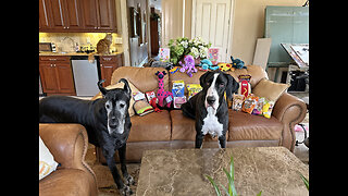 Funny Cat & Great Dane Pose & Say Thank You For Their Fairy Godmother Gifts