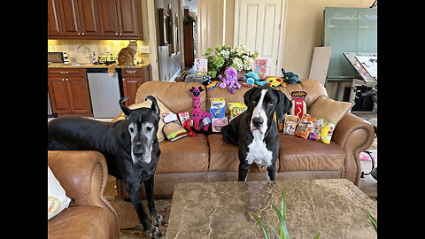 Funny Cat & Great Dane Pose & Say Thank You For Their Fairy Godmother Gifts