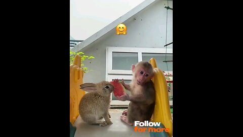 rabbit_#and_#monkey_#(real_love)_💞💞👌