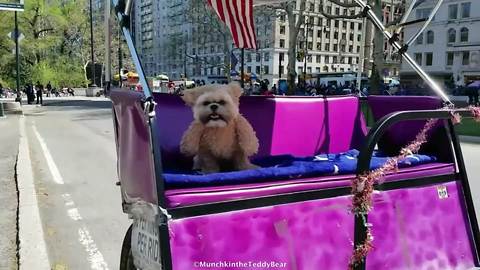Munchkin the Teddy Bear visits New York City