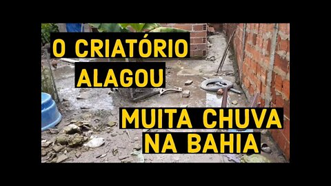 O CRIATÓRIO ALAGOU COM AS FORTES CHUVAS