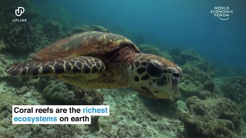 Scientists are regrowing the Great Barrier Reef in Australia | World Economic Forum