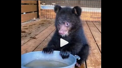 Handsome brown bear cub