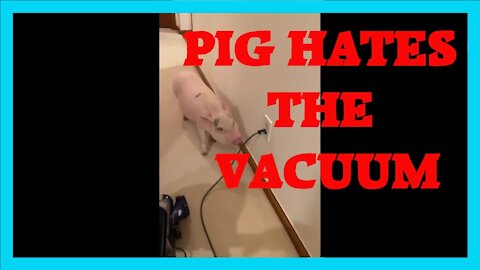 (Funny )🐷 Pig Hates The Vacuum He Keeps Unplugging It 🐷