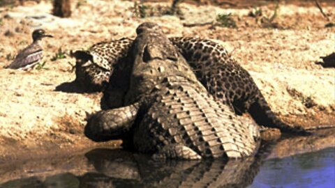 Hungry Jaguar Ambushes Caiman In Epic River Battle | Big Cat Hunting